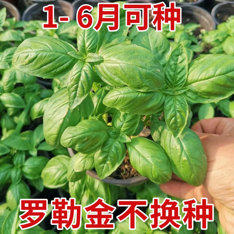 食用九层塔籽甜罗勒柠檬罗勒种子盆栽籽四季阳台薄荷罗勒叶种籽孑