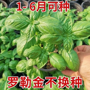 食用九层塔籽甜罗勒柠檬罗勒种子盆栽籽四季阳台薄荷罗勒叶种籽孑