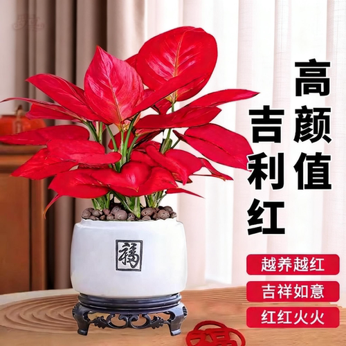 吉利红盆栽如意皇后花可水可土培室内四季绿植客厅发财树花卉植物