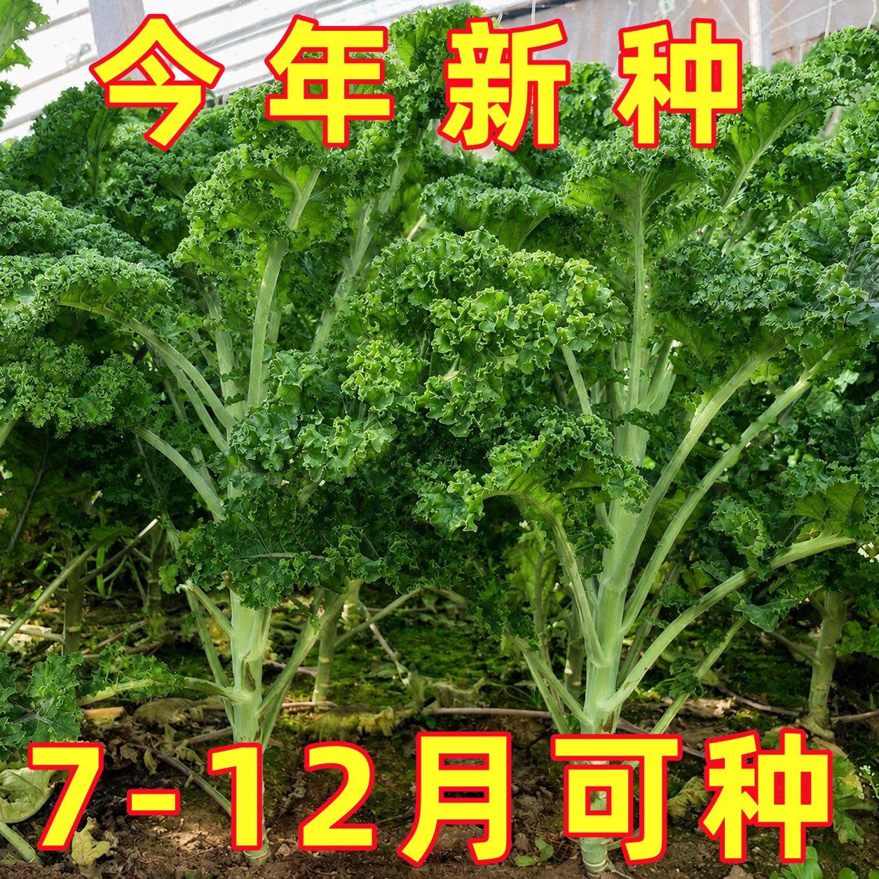 羽衣甘蓝种子种籽苗孑食用秋冬季紫色蔬菜种籽四季盆栽菜苗大苗