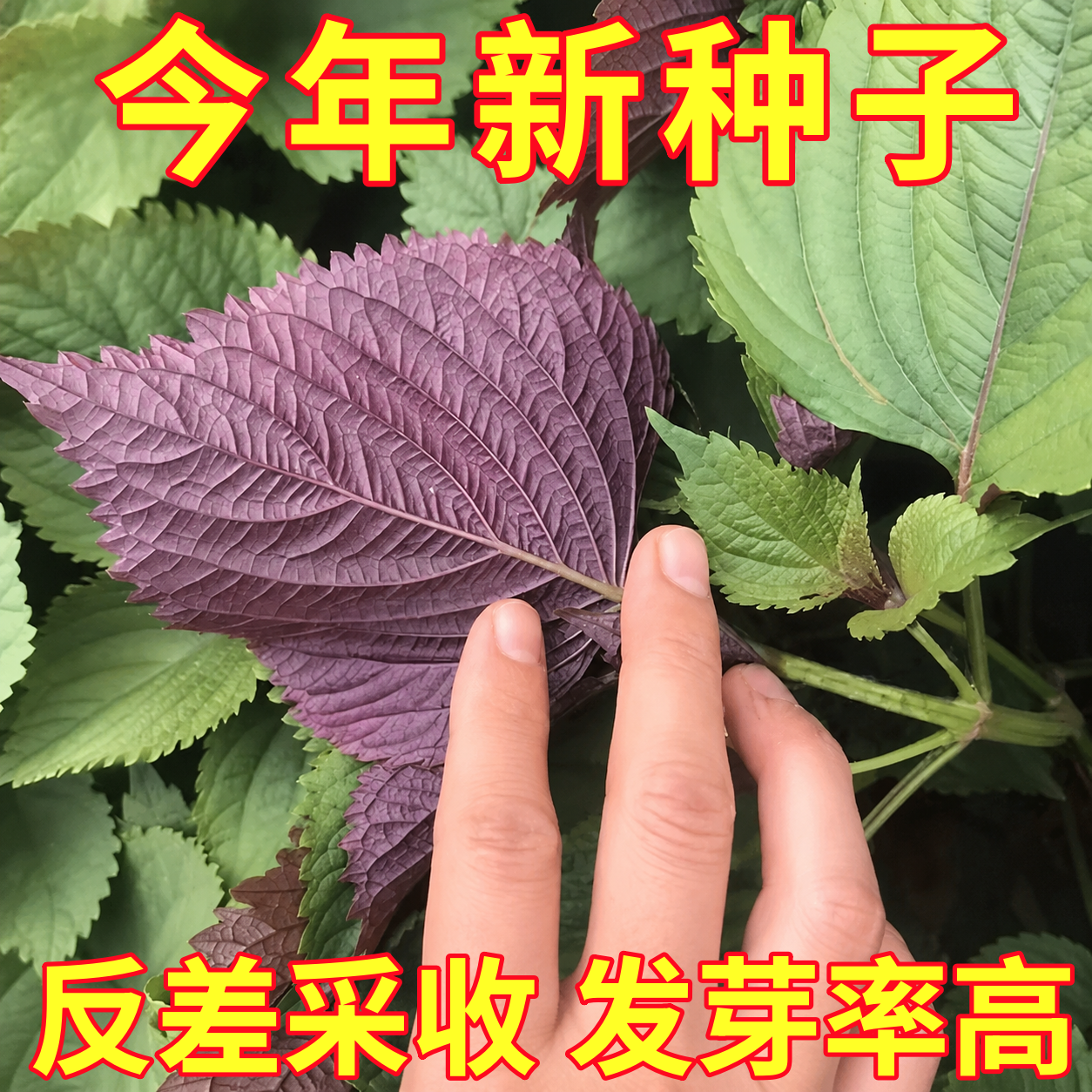 紫苏子紫苏种子紫苏叶种籽盆栽可食用种植苗四季籽种蔬菜孑苏子叶