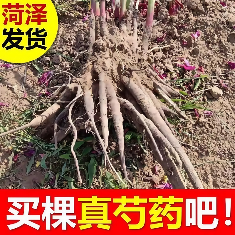 正宗新鲜菏泽观赏白芍芍药花芍药苗重重瓣发货庭院药用盆栽耐寒