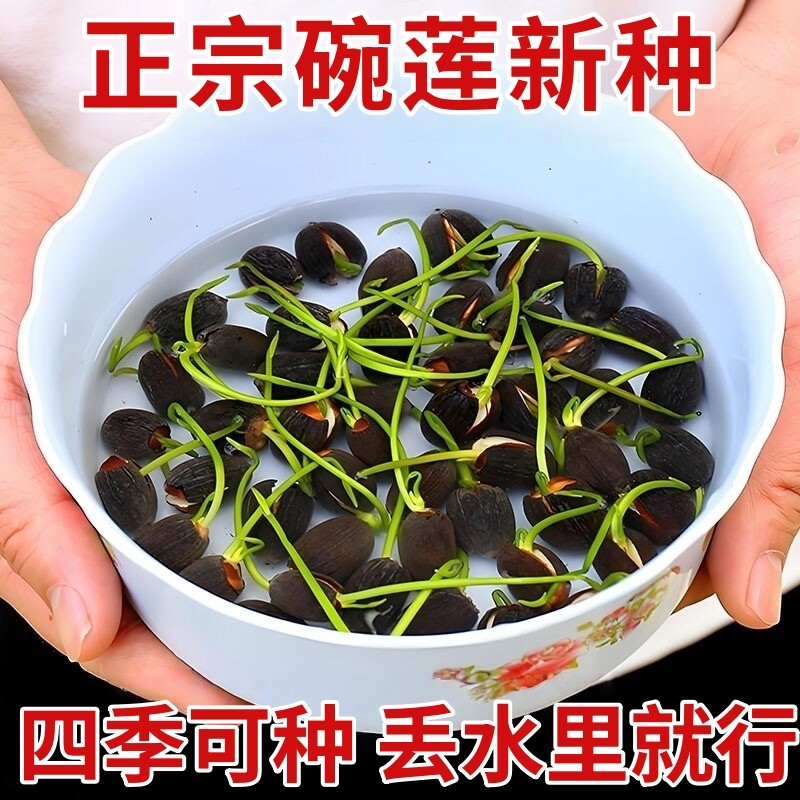 水培碗莲种籽子四季睡莲荷花水养植物室内缸养盆栽铜钱草草籽种孑,鲜花速递/花卉仿真/绿植园艺,种苗/半成品盆栽,淘宝优惠券,粉丝福利购,淘宝优惠卷
