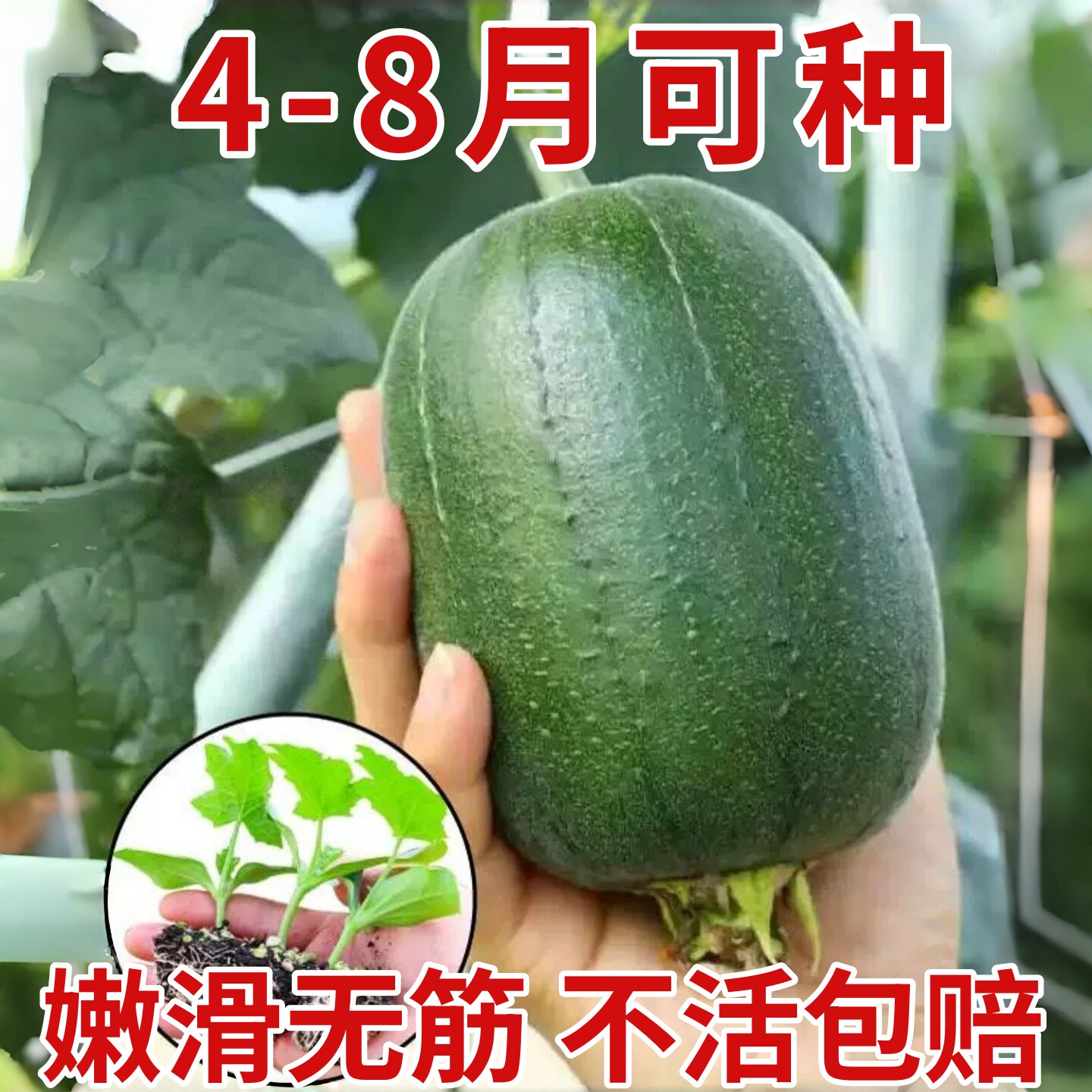 苹果丝瓜苗特大号高产老品种秧苗八角特长菜园农家蔬菜好养活四季