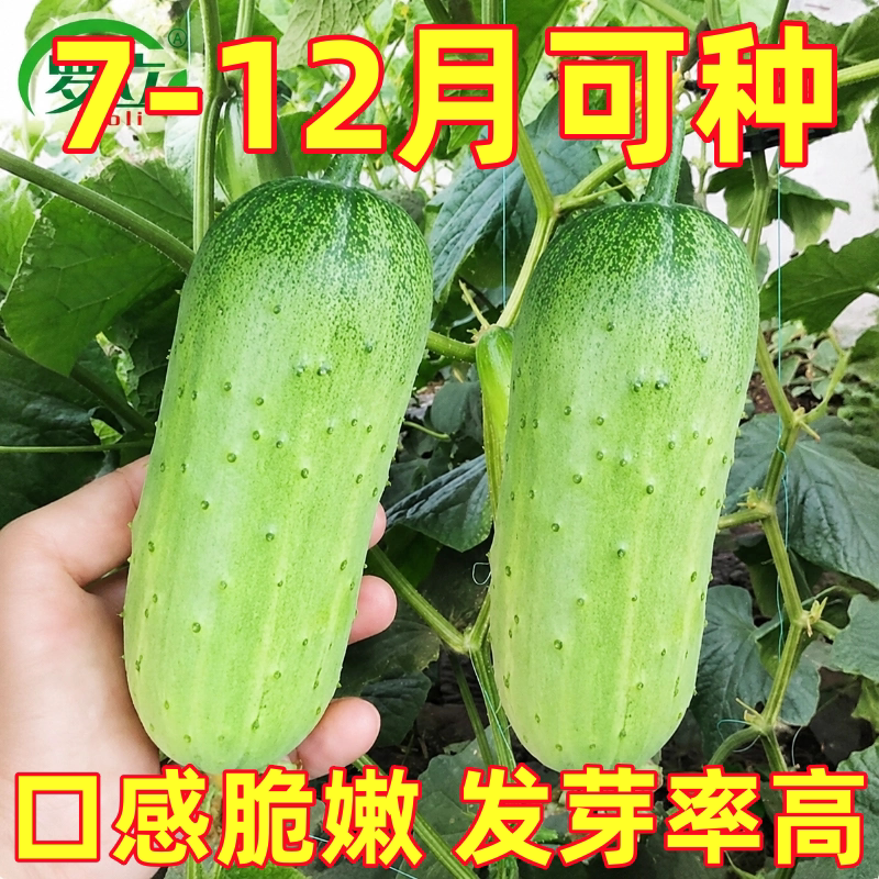 唐山秋瓜种子秋季旱黄瓜老水果秋适合四季正品蔬菜种籽八月晚种的