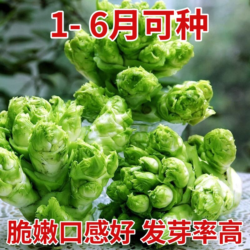 儿菜种子抱子芥菜种籽娃娃菜泡菜四川特大抱儿菜四季种植易活种孑