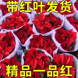 150#一品红盆栽 庭院阳台家庭观叶绿植象牙红老来娇圣诞花猩猩木