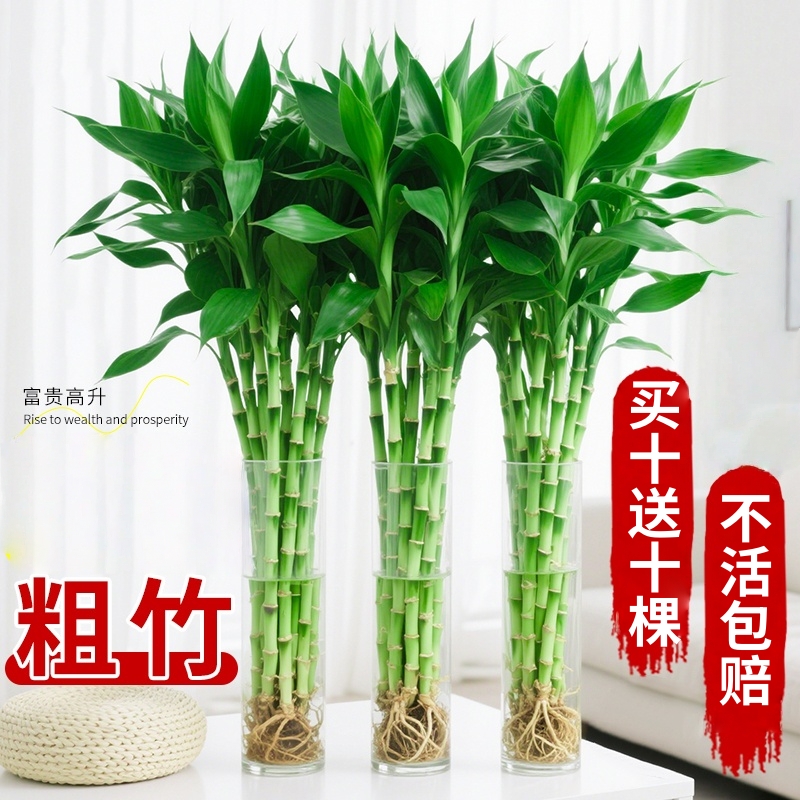 富贵竹水培植物水养发财竹带根客厅绿植招财转运竹子粗壮盆栽室内