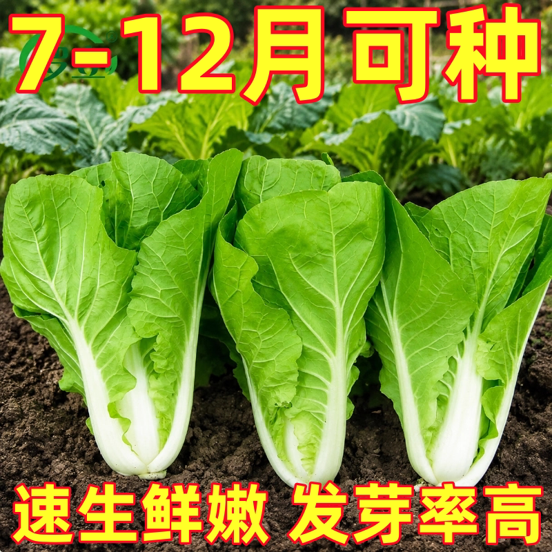 小白菜种子种籽四季南方奶油蔬菜秋季菜籽秋天种的孑正宗快菜菜种