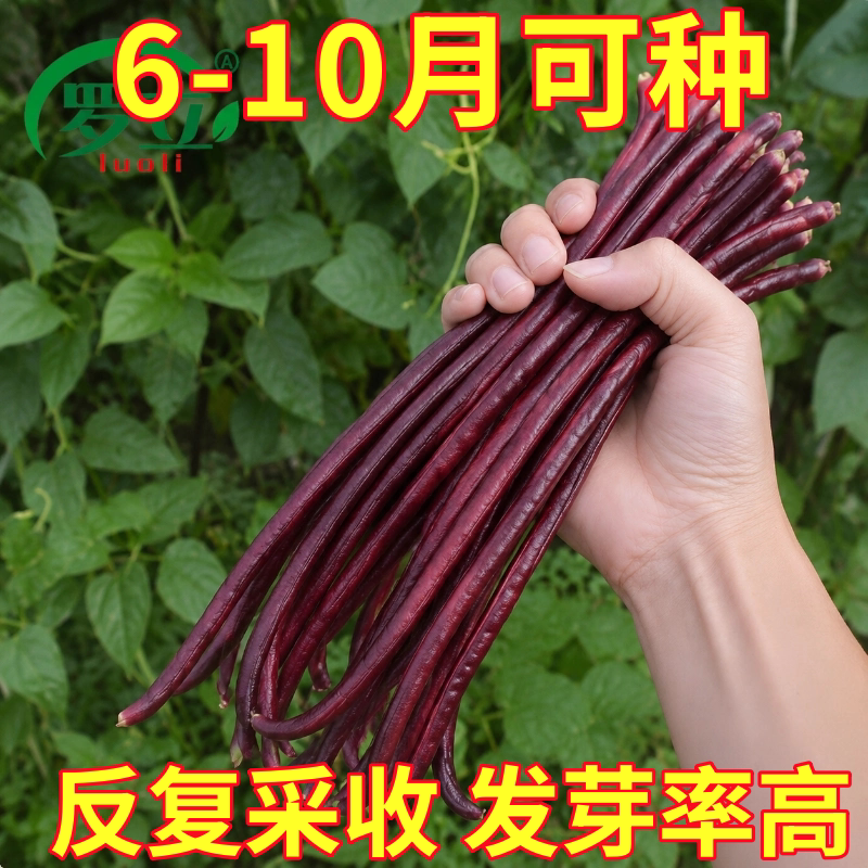 八月忙秋豆角种子紫红豇豆角春秋两用高产又好吃农家老品种蔬菜籽
