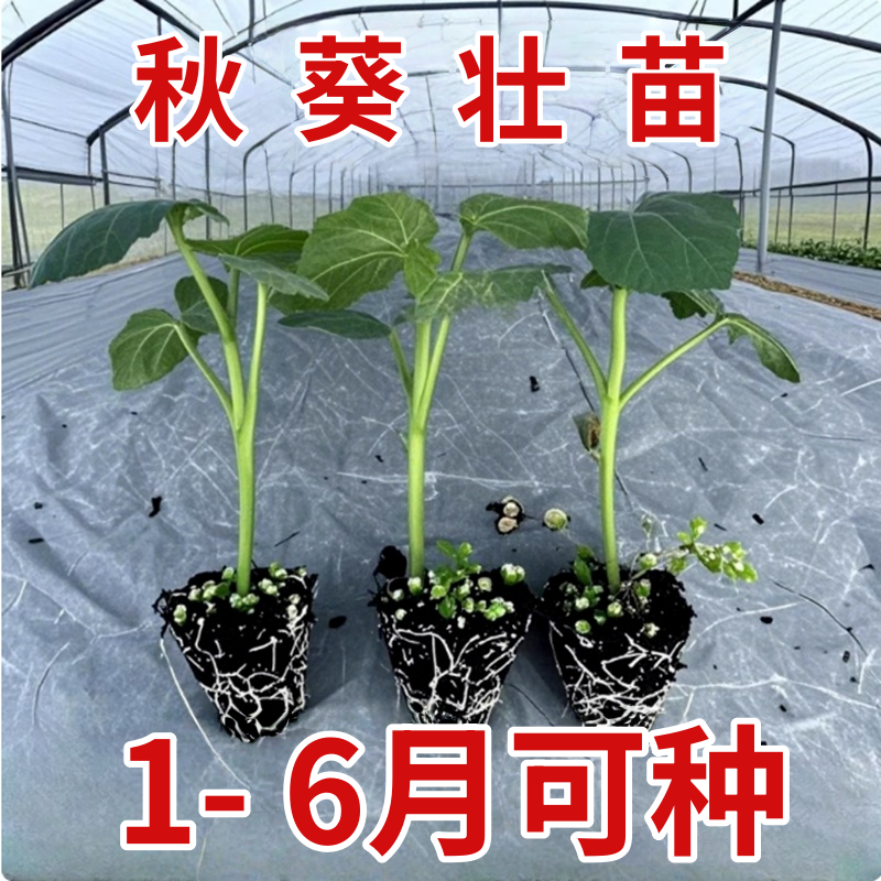 秋葵秧苗高产红秋葵鲜嫩爽口水果黄秋葵室内蔬菜苗阳台盆栽地栽,鲜花速递/花卉仿真/绿植园艺,种苗/半成品盆栽,淘宝优惠券,粉丝福利购,淘宝优惠卷