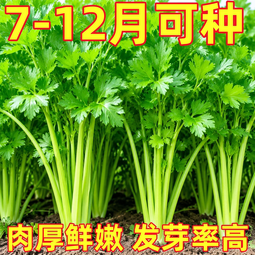 芹菜种子四季小香芹种子易活高产