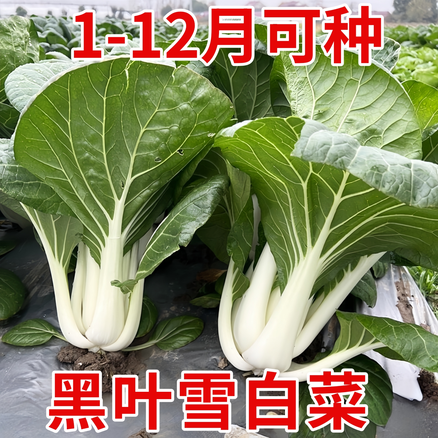 黑叶雪白菜种子四季奶白菜籽种甜脆大白菜种籽春秋冬耐寒蔬菜种子