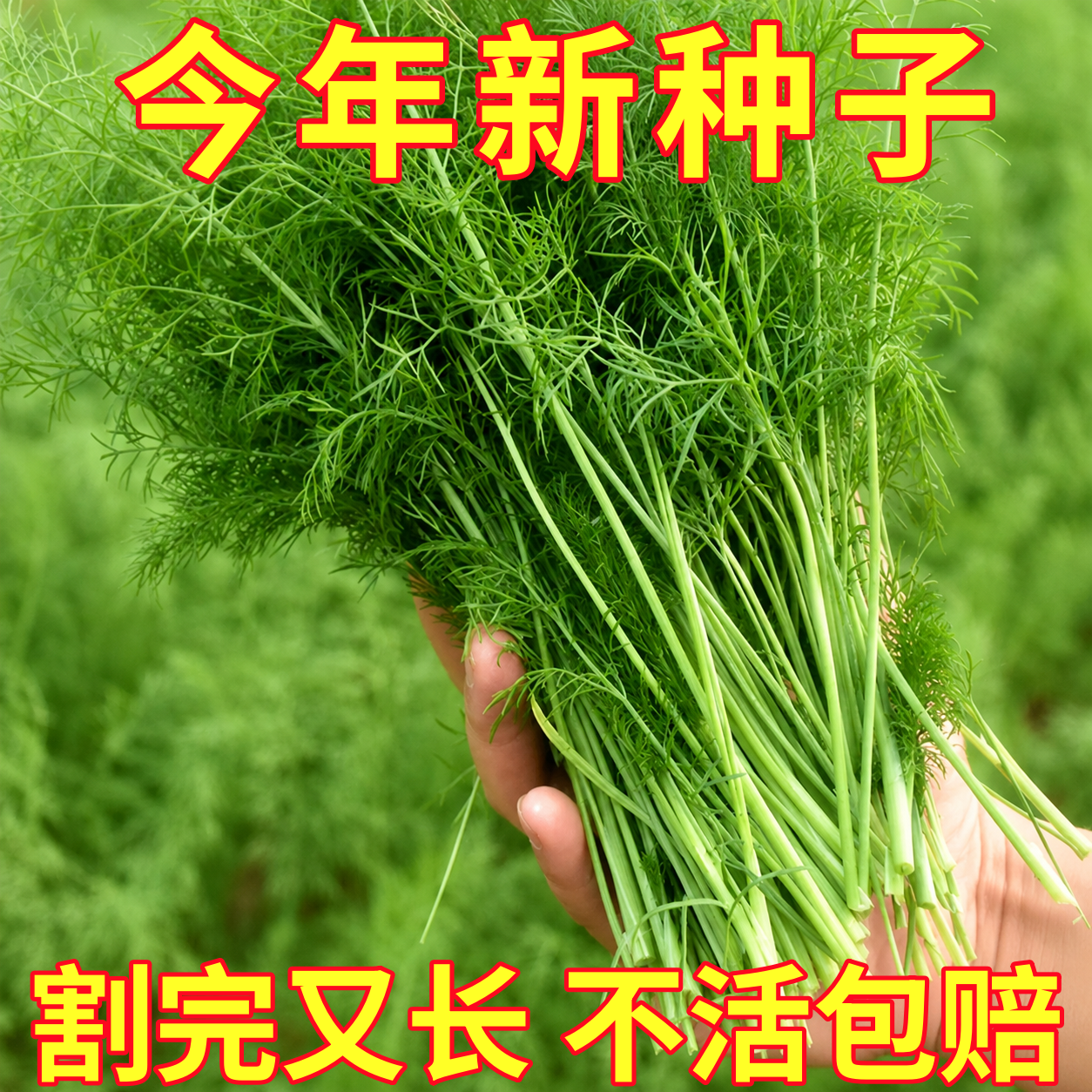 茴香种子割茬球茎四季种植多年生室内外蔬菜种籽高产阳台盆栽种苗