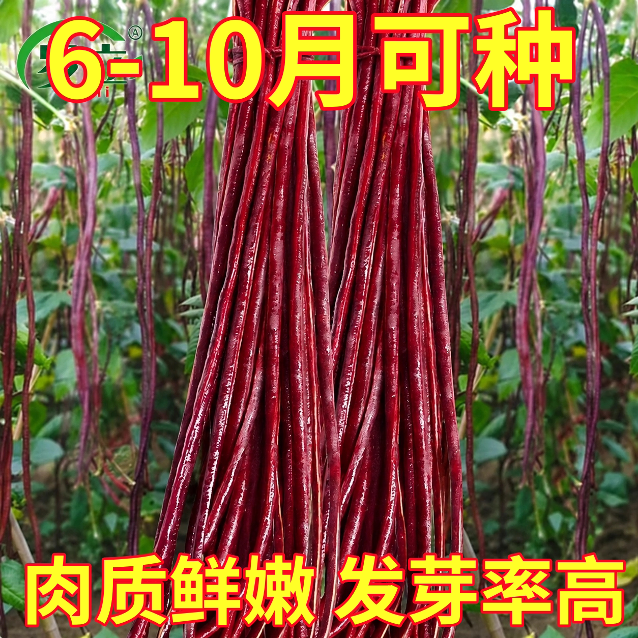 春秋红豇豆种籽特长紫红豆角种孑高产早熟四季播耐热抗病豇豆种子