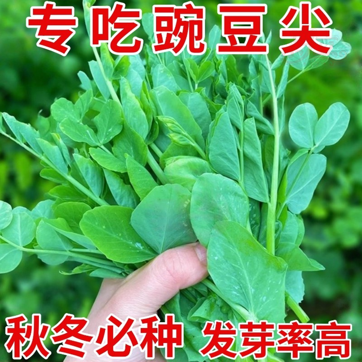 四川豌豆尖种子专吃豌豆尖的豌豆苗种籽四季阳台盆栽蔬菜种孑菜籽