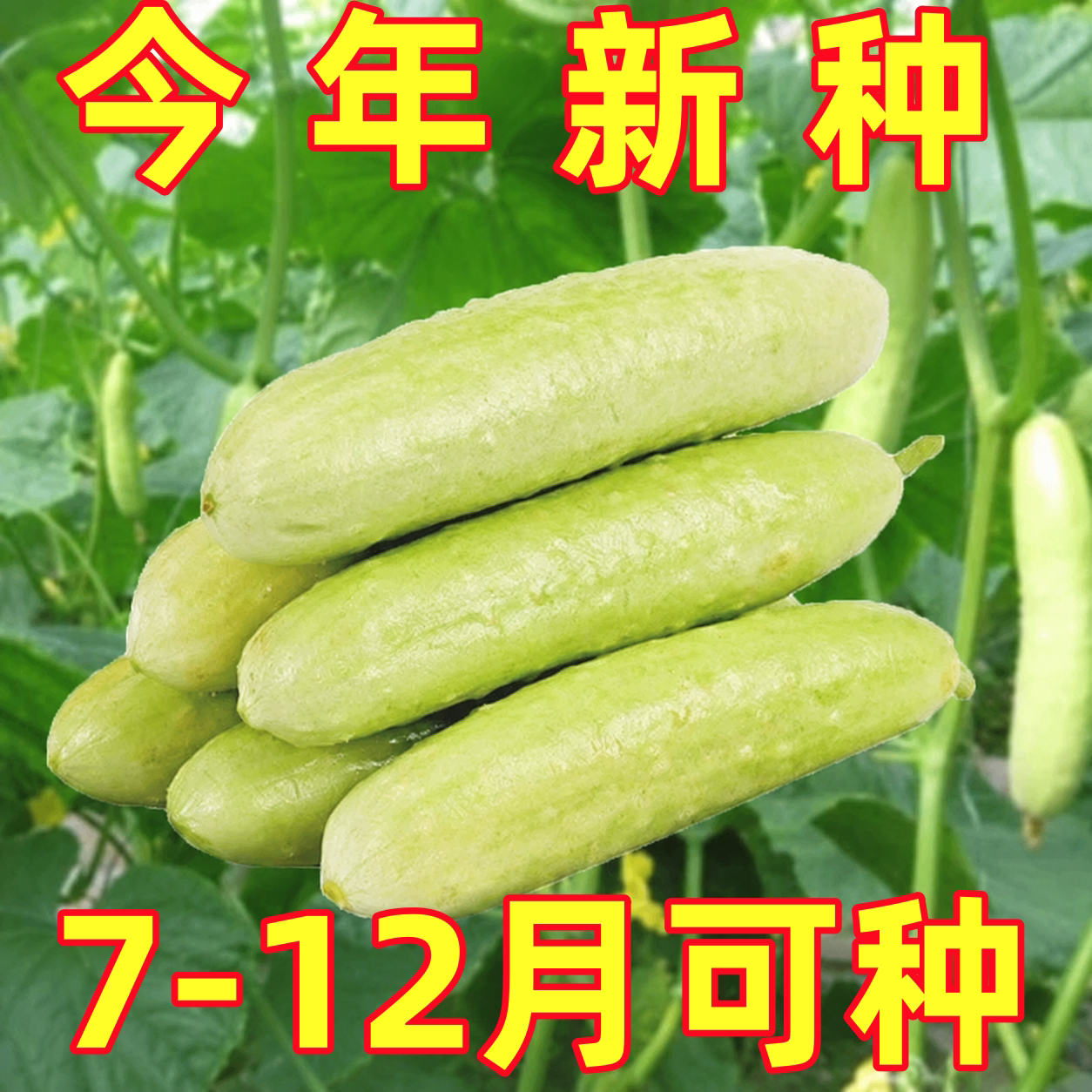 无刺翠佳奶油黄瓜种子水果黄瓜种籽嫁接黄瓜苗白玉黄瓜四季蔬菜