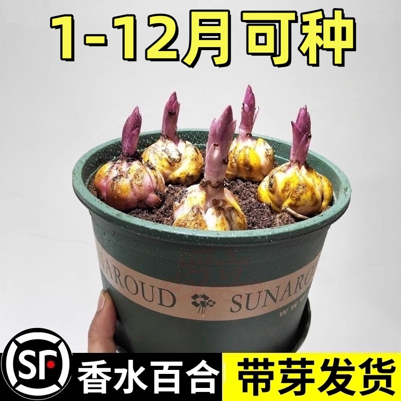 百合花种球香水百合好养活花卉植物室内外花苗盆栽花种子