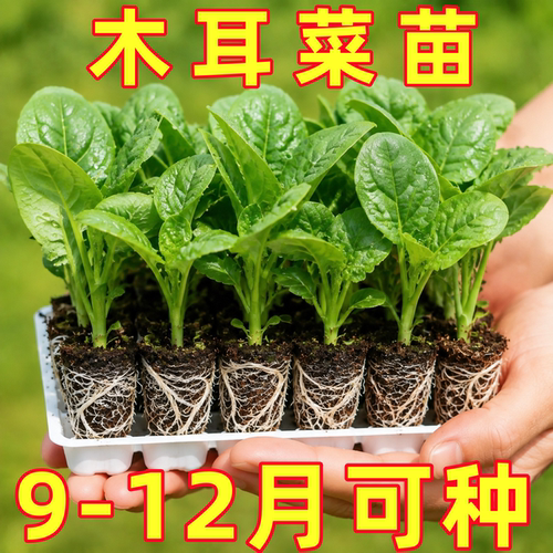 四季菜苗大叶木耳菜苗秧苗小叶木耳菜种子孑阳台秋冬季蔬菜苗秧苗
