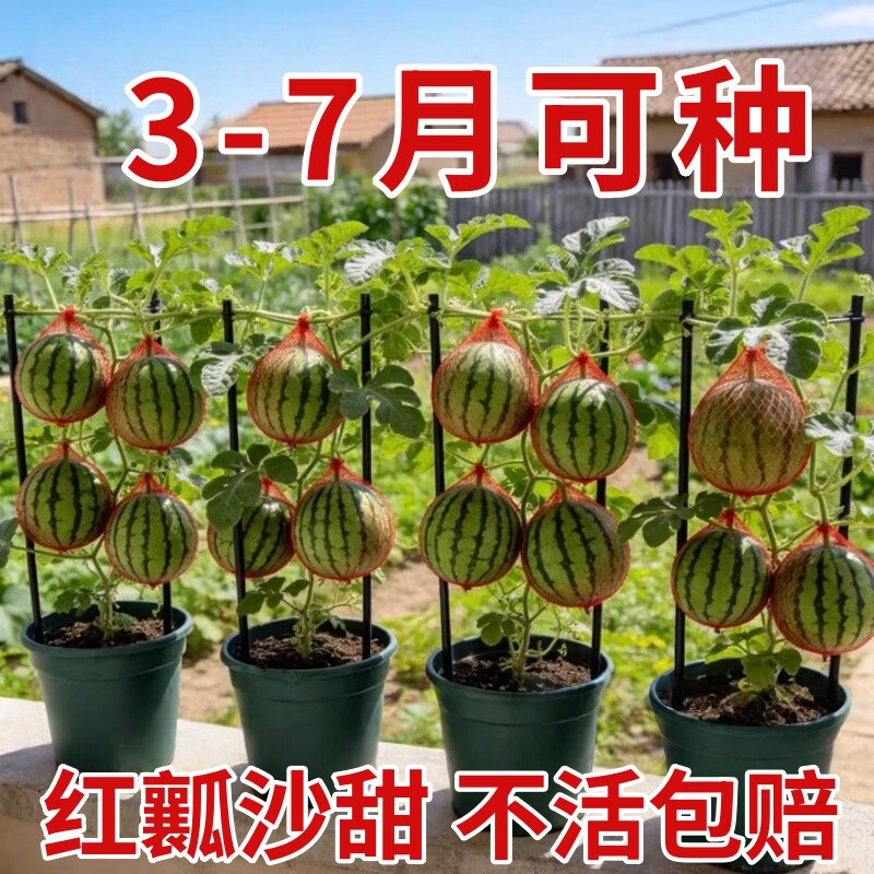 小西瓜秧苗种子超甜麒麟蜜罐薄皮无籽四季种植阳台庭院盆栽水果种