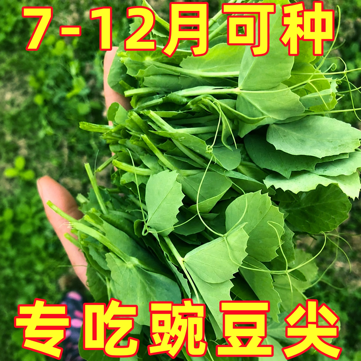豌豆尖种子豌豆苗芽苗菜蔬菜种籽春季秋冬季四季阳台盆栽荷兰豆孑