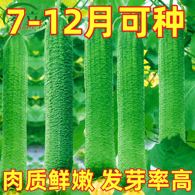 秋肉丝瓜种子抗病水瓜丝瓜种籽子春夏秋播四季田园庭院蔬菜种孑