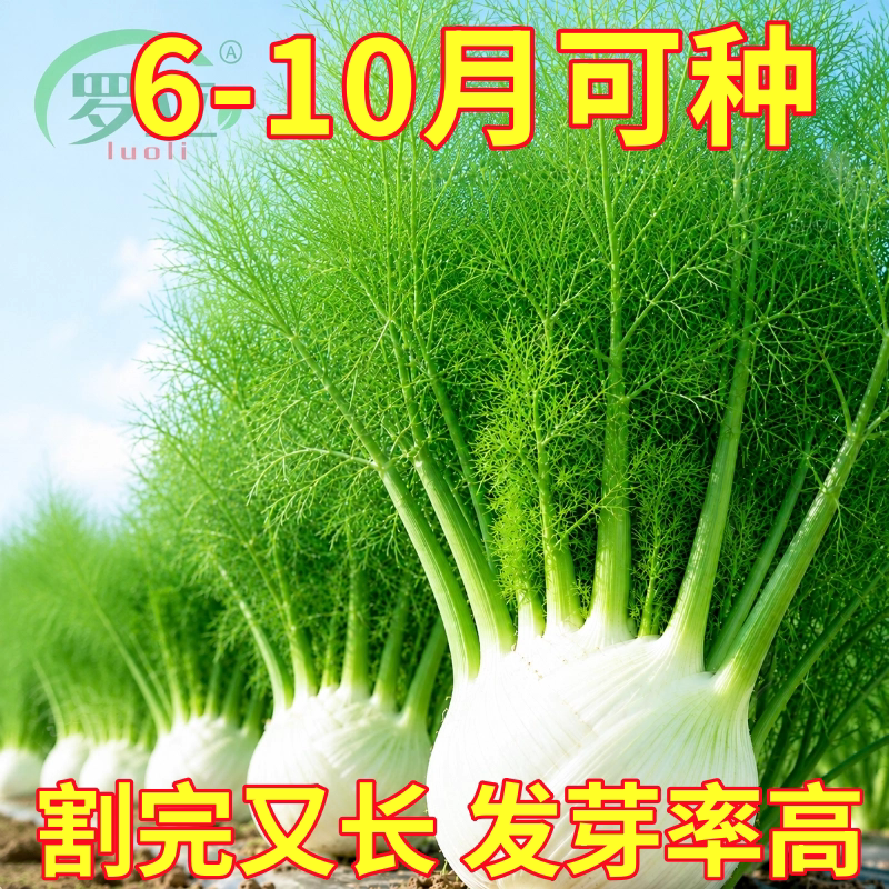 水果球茎茴香种子结球秧苗割茬小茴香籽阳台庭院四季播盆栽菜种子