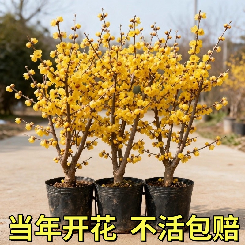 腊梅花树苗盆栽室内外老桩梅花盆景庭院地栽耐寒红梅四季花卉植物