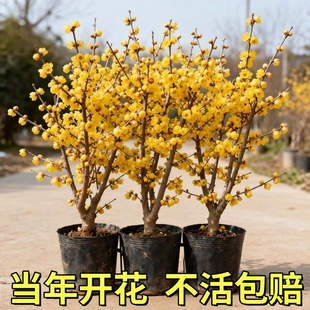 腊梅花树苗盆栽室内外老桩梅花盆景庭院地栽耐寒红梅四季花卉植物