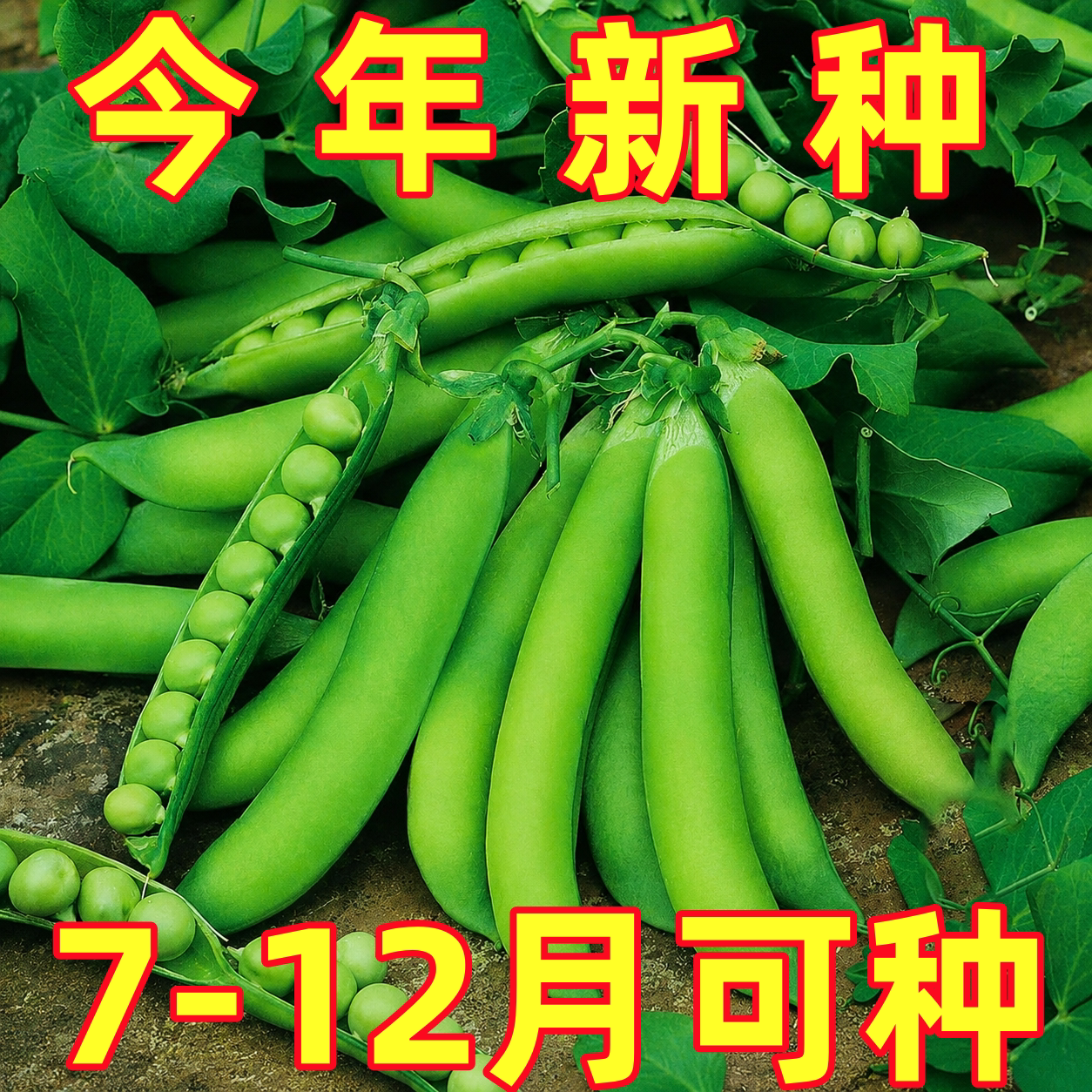 甜脆肉豌豆种子荷兰豆种籽专门吃壳厚肉豌豆荚农家秋冬季蔬菜种孑