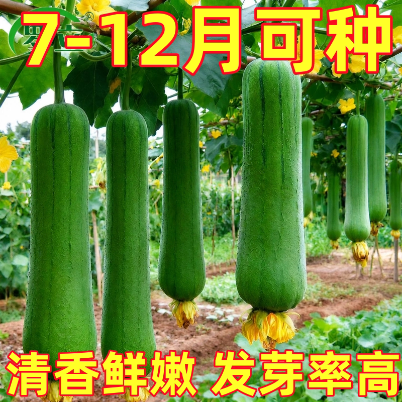 秋肉丝瓜种子种籽棱角长香青菜蔬菜四季苗秧盆栽老品种秧苗孑子
