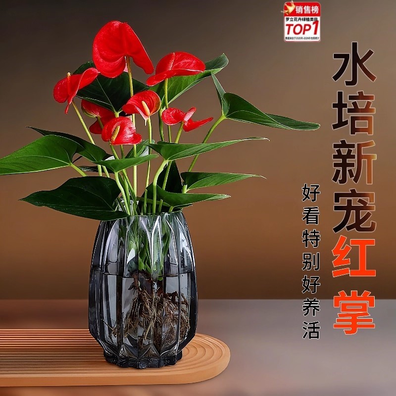 水培红掌盆栽带花鸿运当头一帆风顺花卉植物水养绿植大叶大花精品