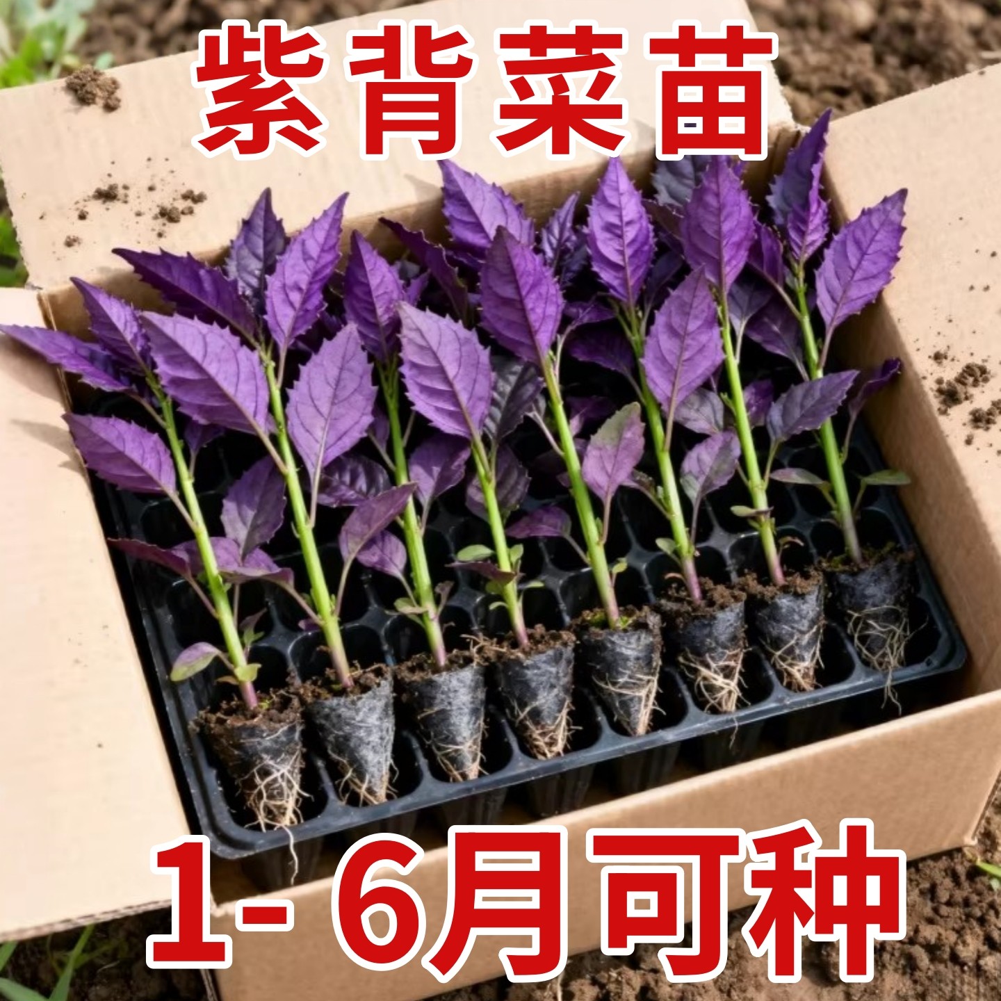 紫背菜苗天然补血菜盆栽阳台庭院菜地蔬菜野生血皮菜观音菜四季苗,鲜花速递/花卉仿真/绿植园艺,种苗/半成品盆栽,淘宝优惠券,粉丝福利购,淘宝优惠卷