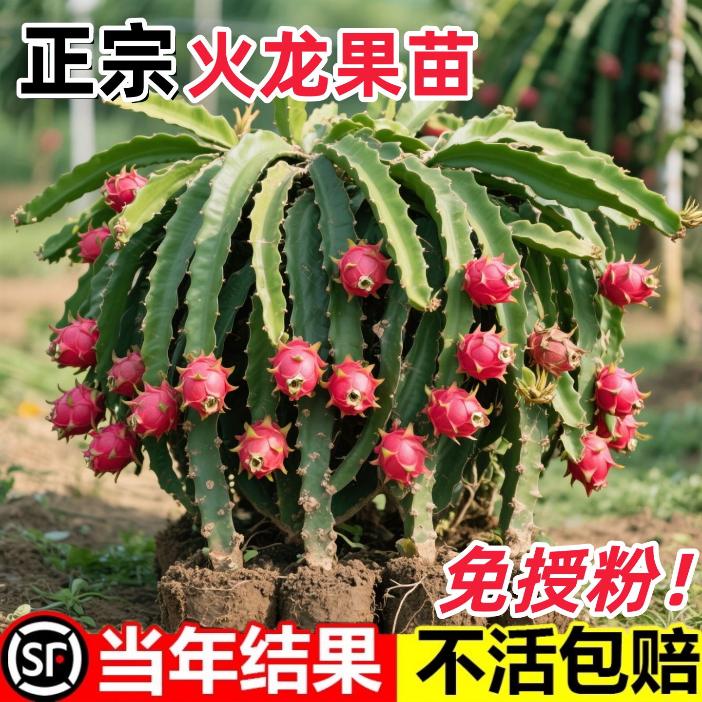 改良红心火龙果树苗盆栽地栽庭院阳台南北方种植火龙果苗当年结果