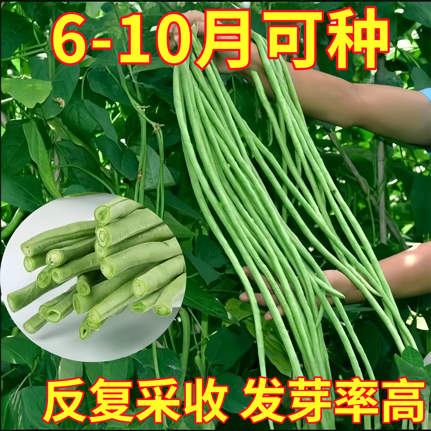 豇豆种子蔬菜种籽长四季豆芸豆春秋季豆角种籽大全孑蔬菜种苗豆种