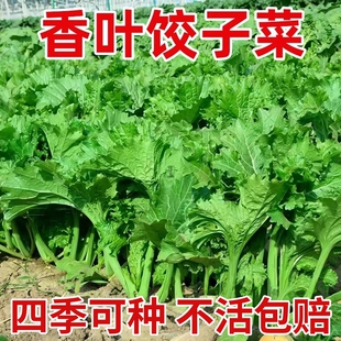 香芥菜种子香叶饺子菜四川重庆特色春秋冬四季农家田园蔬菜种子