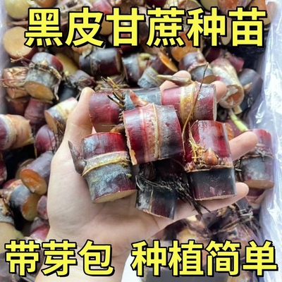 广西黑皮甘蔗苗种子南北方种植水果苗盆栽黄皮甘蔗种高产甘蔗种苗