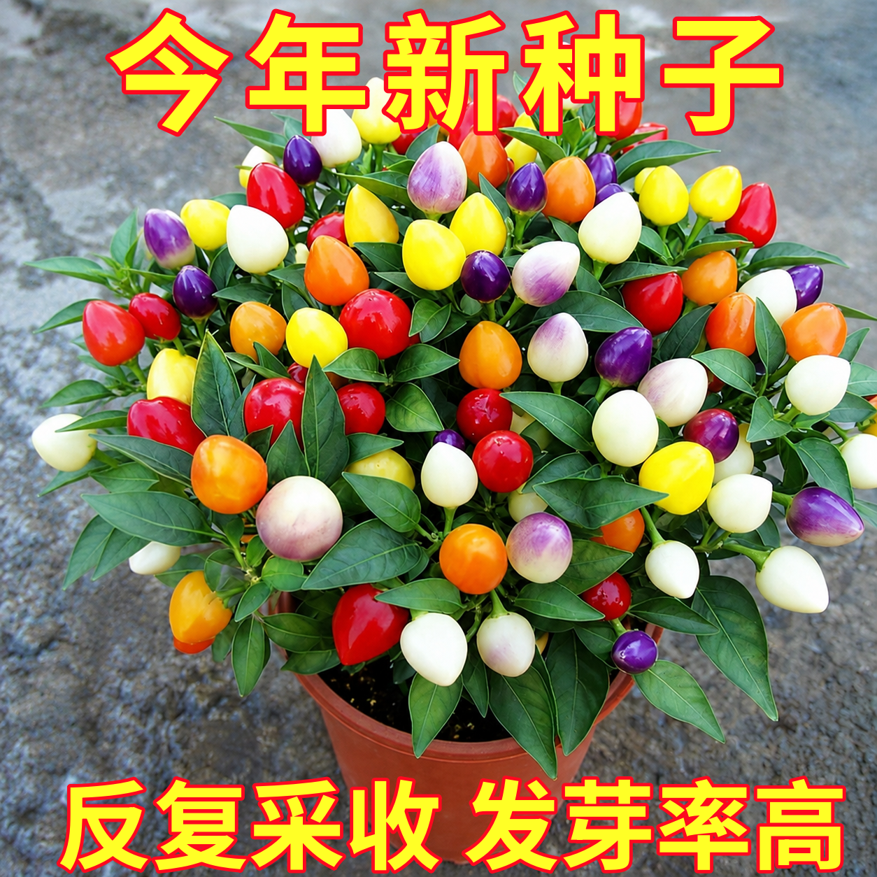七彩椒种籽五彩辣椒种子灯笼秧苗家庭阳台蔬菜种孑盆栽四季种植苗