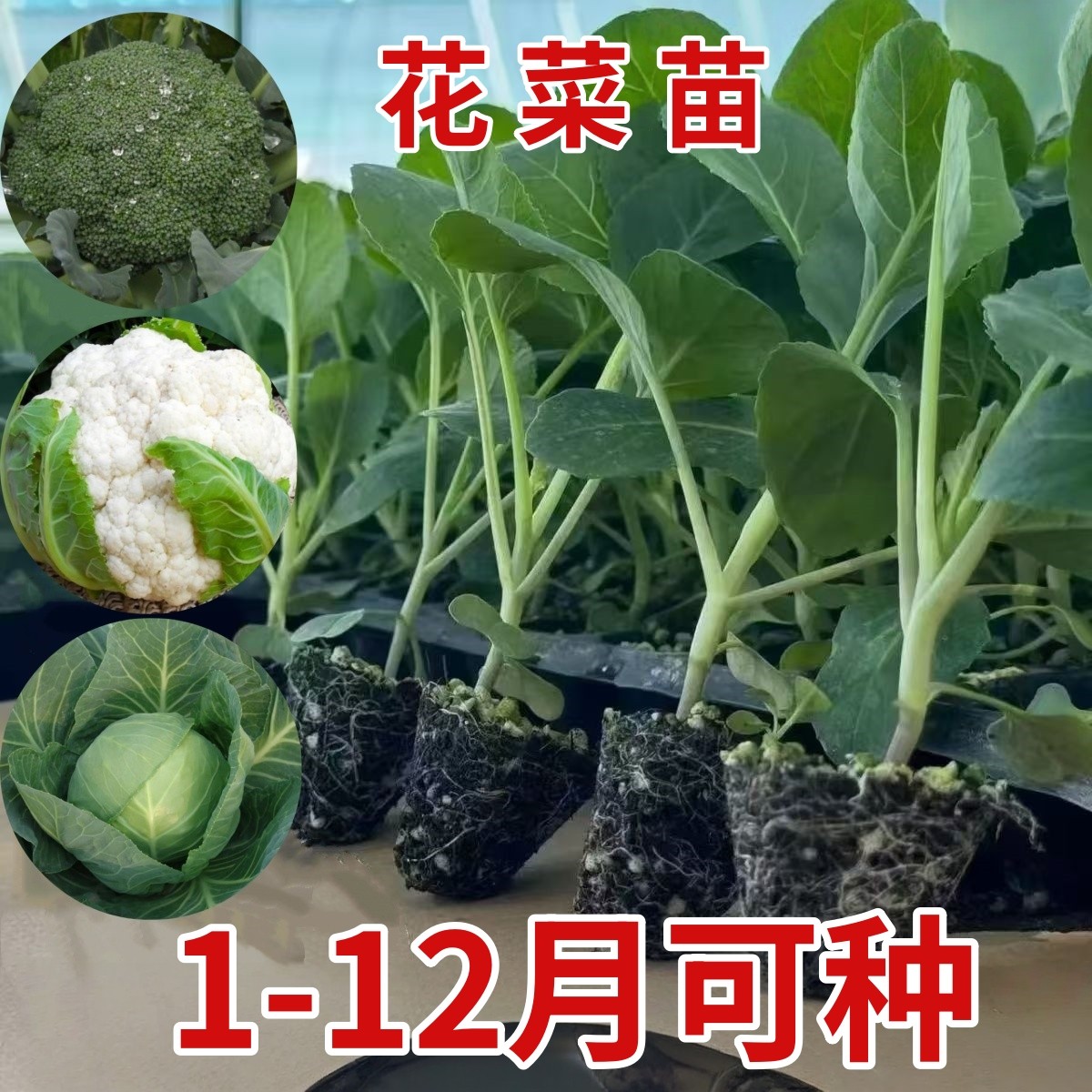 白色花菜秧苗有机带土包菜苗西兰花苗盆栽大苗四季种植耐热新鲜苗,鲜花速递/花卉仿真/绿植园艺,种苗/半成品盆栽,淘宝优惠券,粉丝福利购,淘宝优惠卷