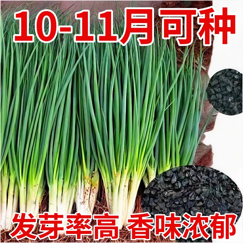 四季小香葱籽种子四季易种小葱种籽阳台室内盆栽葱种香葱头菜籽种