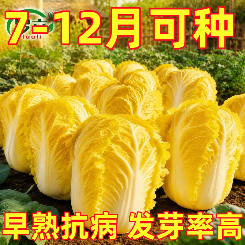 山东黄心秋大白菜种子种籽孑菜种四季秋季冬季籽种蔬菜老品种大全