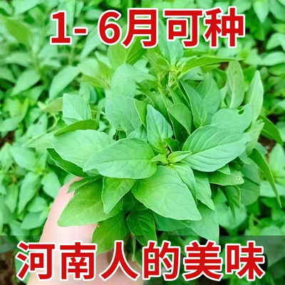 荆芥菜种籽河南大叶蔬菜种子盆栽四季种植菜籽金苋菜荆棘空心菜