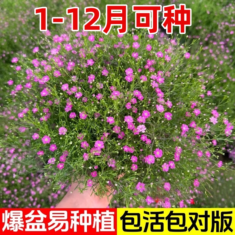 满天星种孑四季播种好养活易活开花盆栽花卉室内室外花种子籽花籽