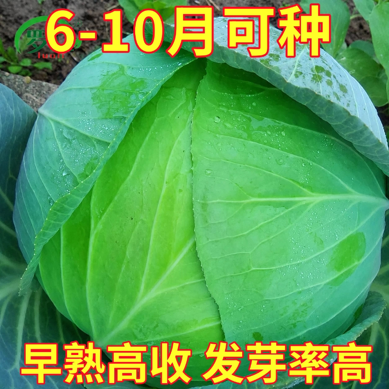 包菜籽种特大牛心包菜夏季耐热卷心菜四季甘蓝菜种子阳台庭院盆栽