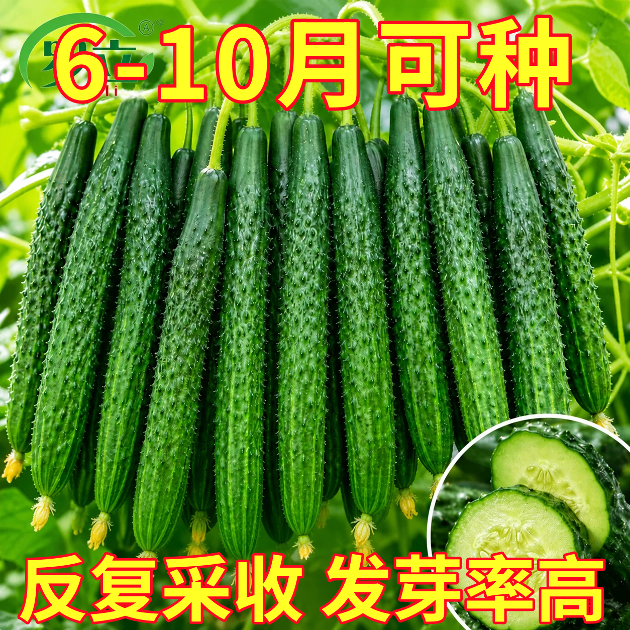 津研四号黄瓜种子老品种脆甜无刺金童玉女水果黄瓜春秋播蔬菜籽种