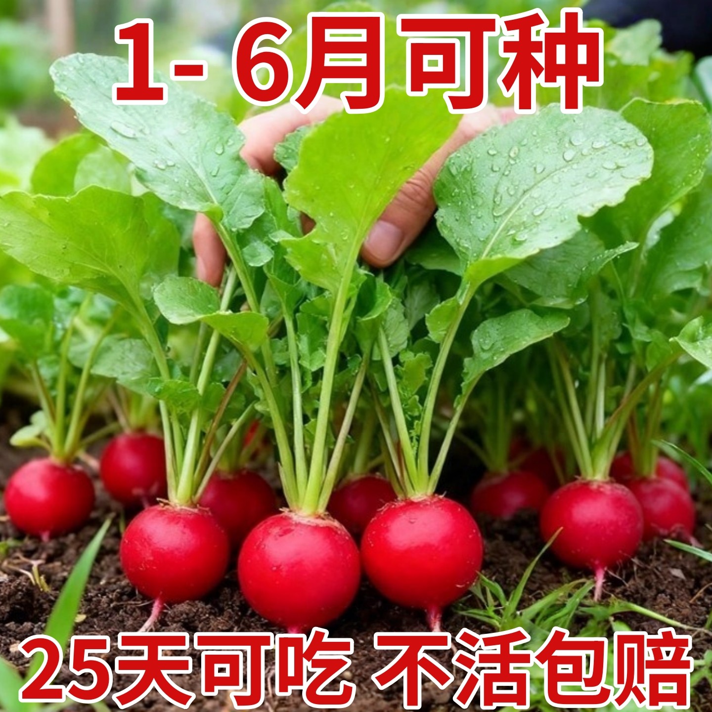 樱桃萝卜种子种籽子菜种菜籽罗卜大全盆栽四季水果萝卜小水孑籽种,鲜花速递/花卉仿真/绿植园艺,种苗/半成品盆栽,淘宝优惠券,粉丝福利购,淘宝优惠卷