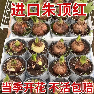 重瓣朱顶红种球鬼魅球根四季阳台庭院室内喜欢开花易活盆栽花植物