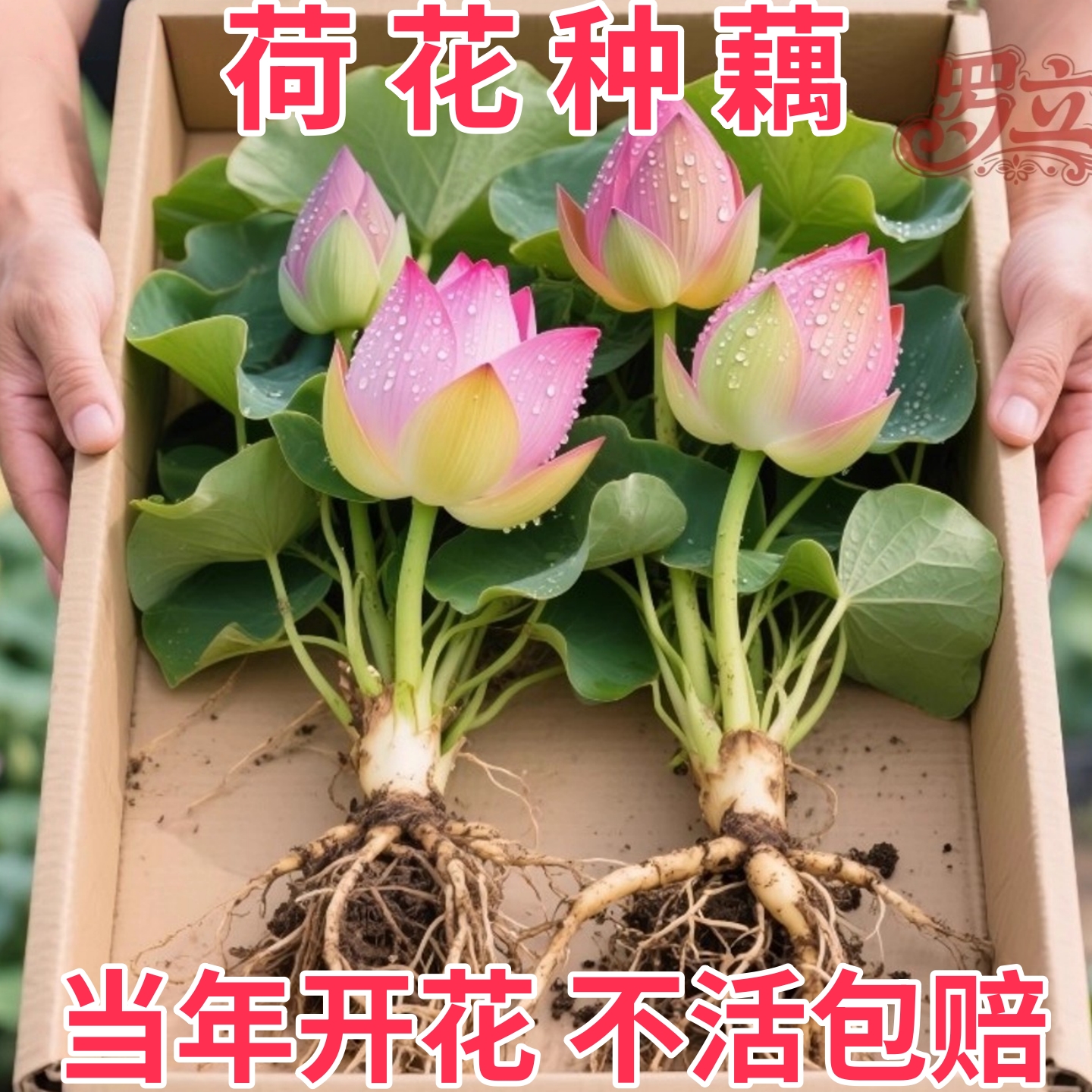 观赏荷花藕种藕苗根睡莲碗莲莲花苗种子好养池塘缸栽荷花盆栽水养