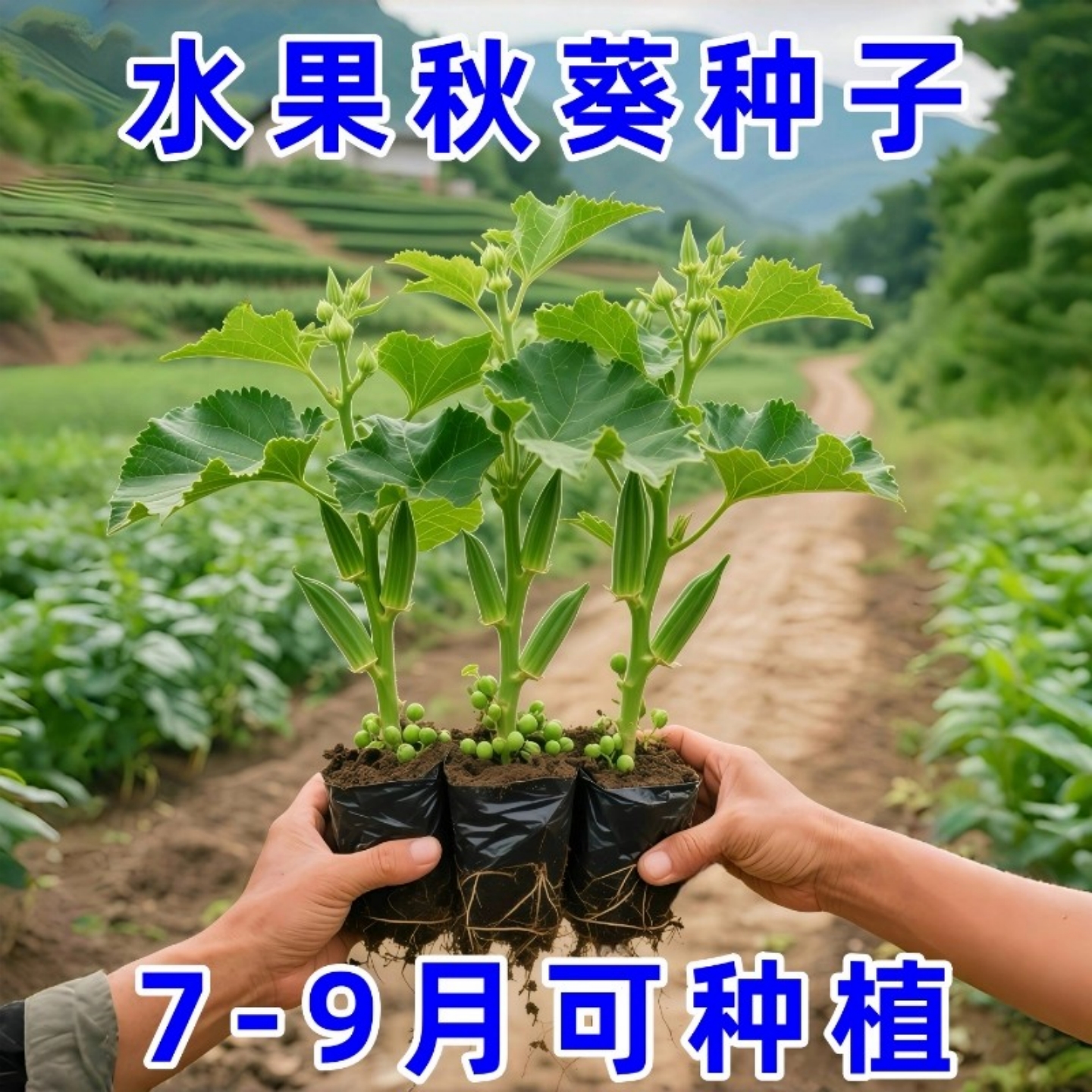 奶油水果秋葵种子四季种植阳台室外盆栽蔬菜抗病不易老秋葵种籽孑