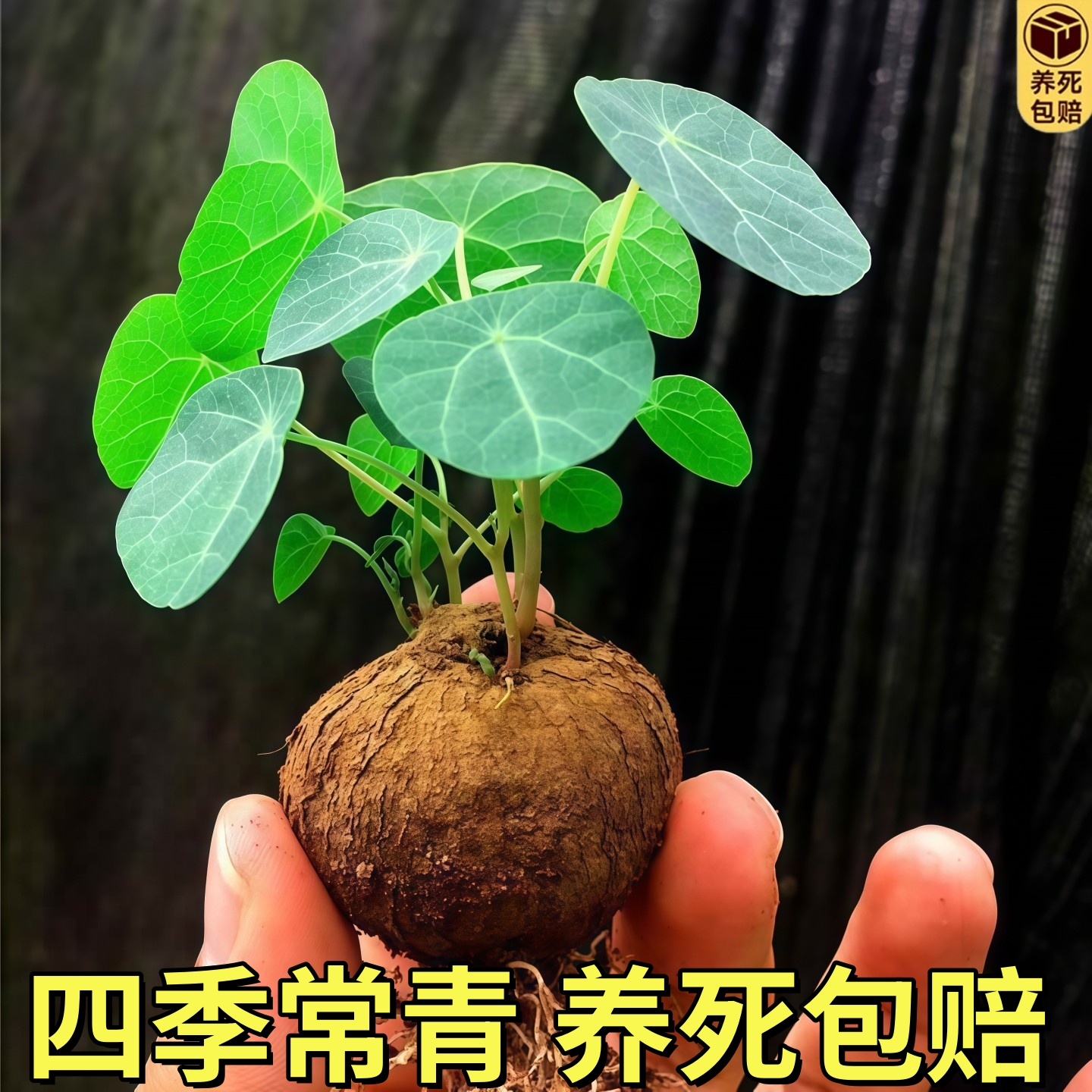 山乌龟种球多肉植物山乌龟盆栽室内圆叶绿植水培桌面盆景庭院爬藤